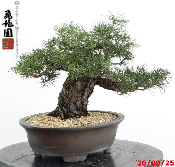 Pinus thunbergii kotobuki - immagine 9