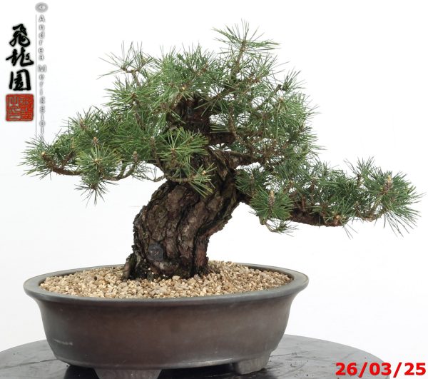 Pinus thunbergii kotobuki - immagine 10