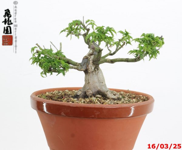 Acer palmatum shishigashira shohin - immagine 2