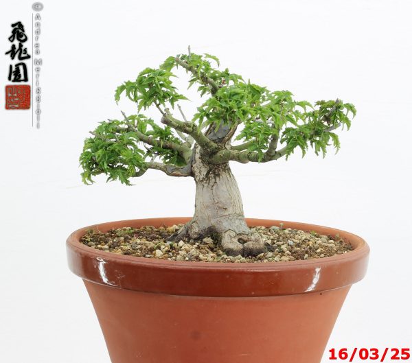 Acer palmatum shishigashira shohin - immagine 3