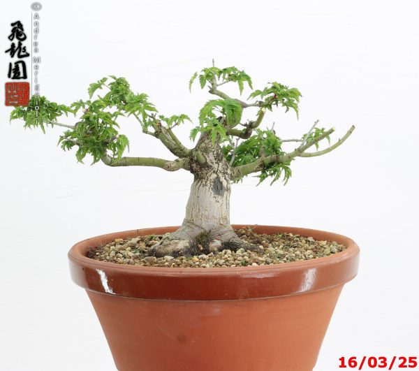 Acer palmatum shishigashira shohin - immagine 4