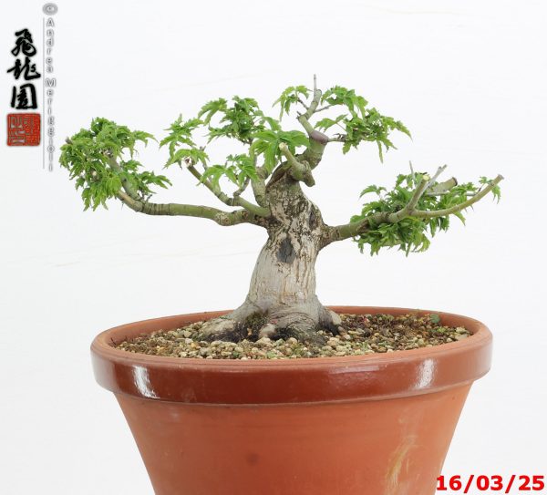 Acer palmatum shishigashira shohin