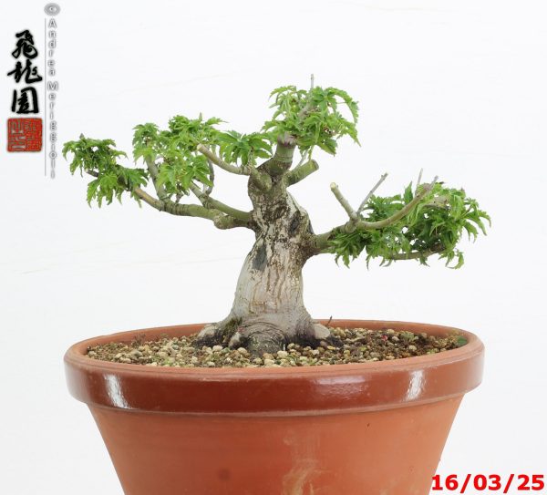 Acer palmatum shishigashira shohin - immagine 5