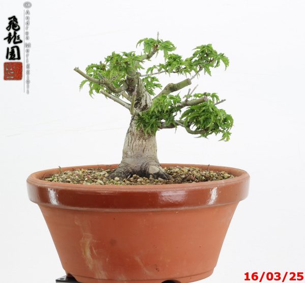 Acer palmatum shishigashira shohin - immagine 6