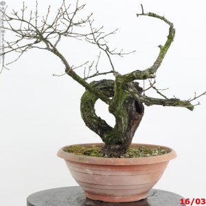 Quercus cerris