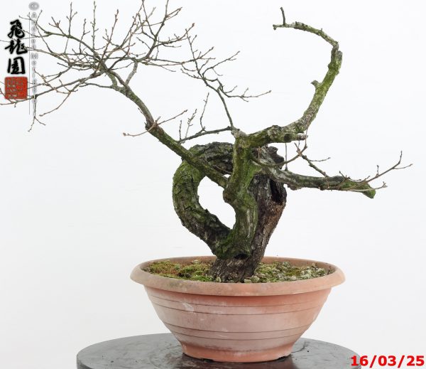 Quercus cerris