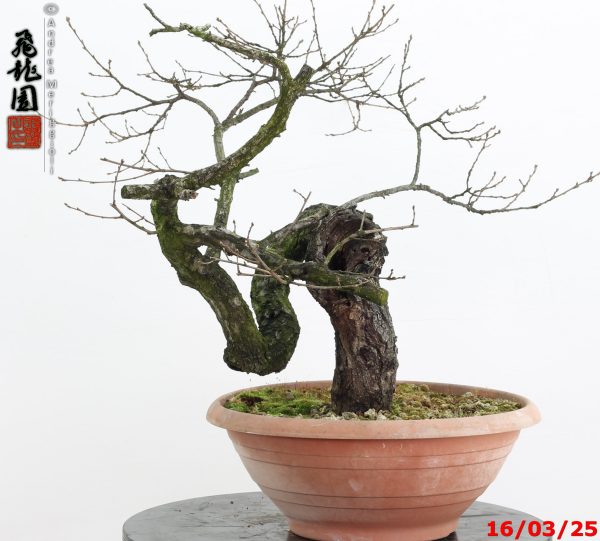 Quercus cerris - immagine 3
