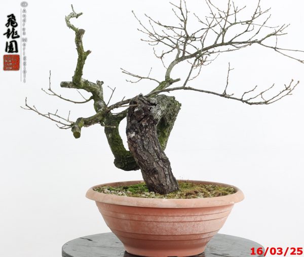 Quercus cerris - immagine 4