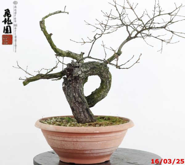 Quercus cerris - immagine 5