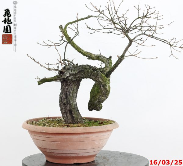 Quercus cerris - immagine 6