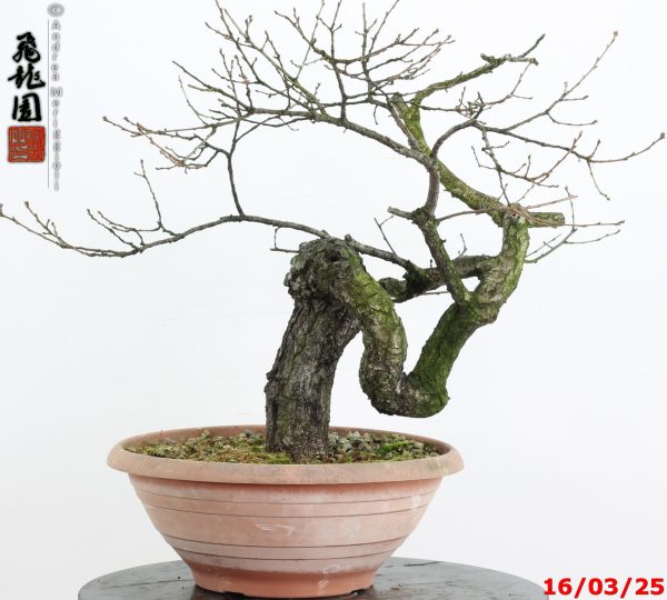 Quercus cerris - immagine 7