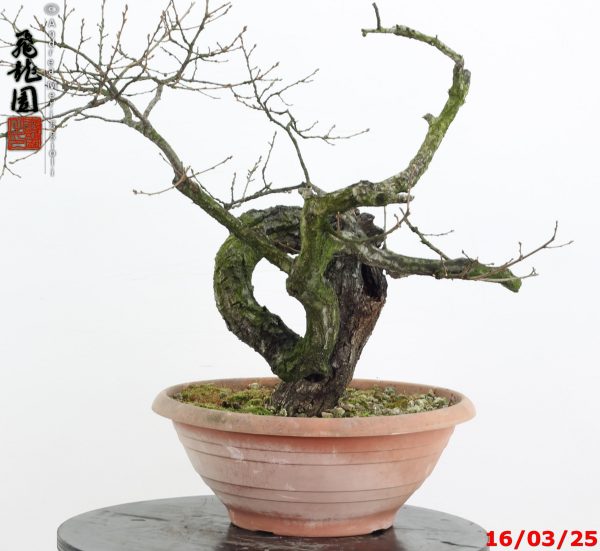 Quercus cerris - immagine 9