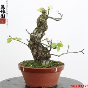 Pyrus pyrifolia