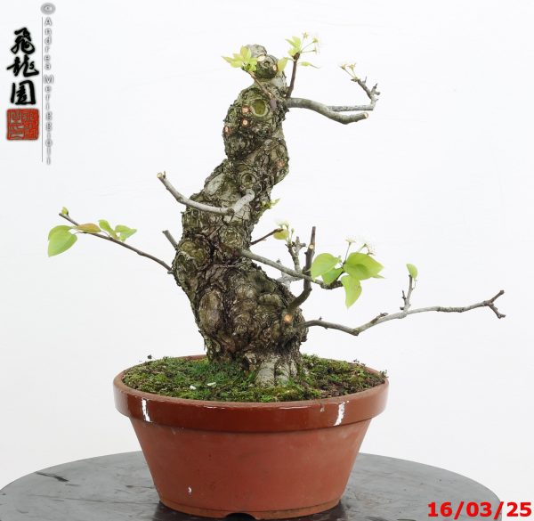 Pyrus pyrifolia