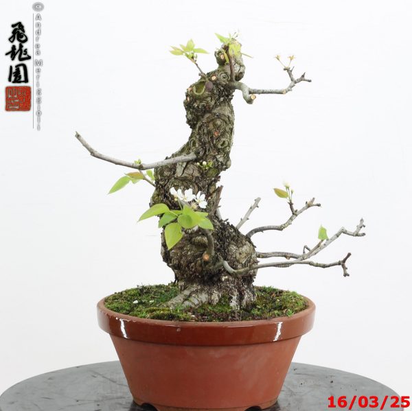 Pyrus pyrifolia - immagine 2