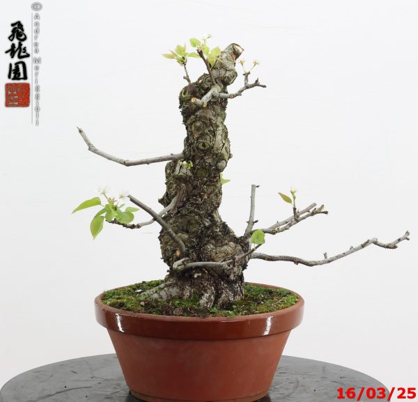 Pyrus pyrifolia - immagine 3