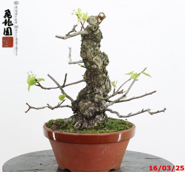 Pyrus pyrifolia - immagine 4