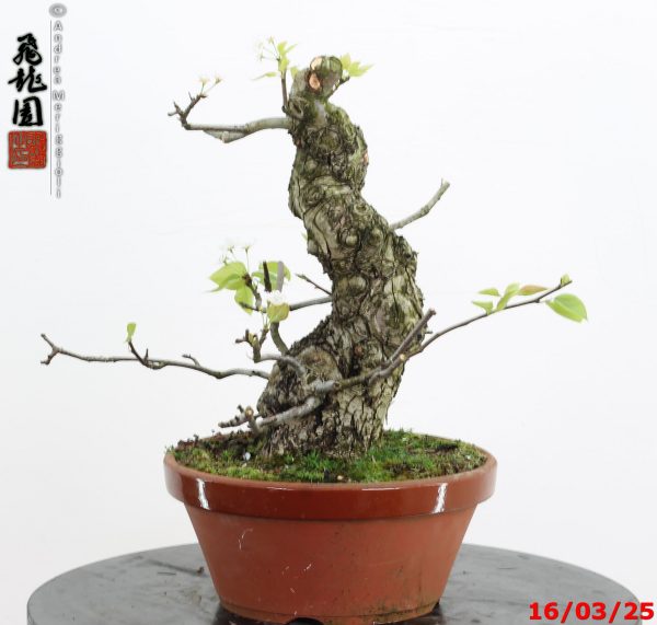 Pyrus pyrifolia - immagine 5