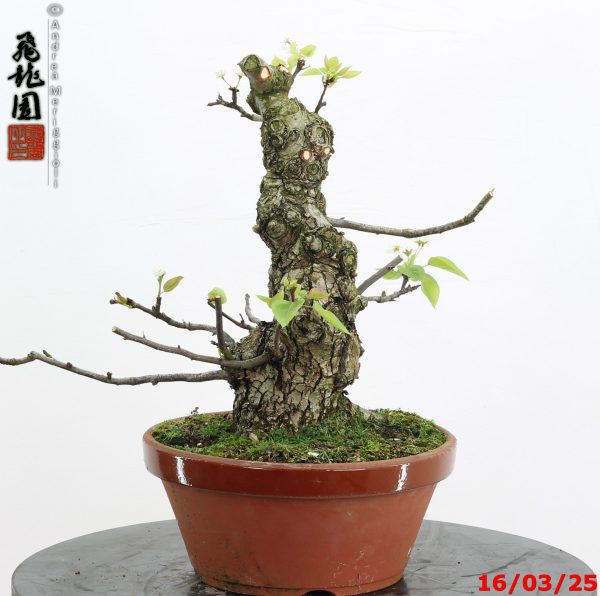 Pyrus pyrifolia - immagine 6
