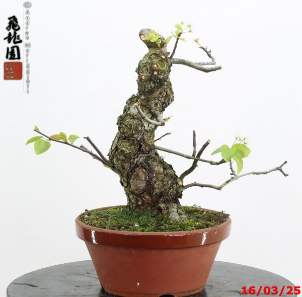 Pyrus pyrifolia - immagine 7