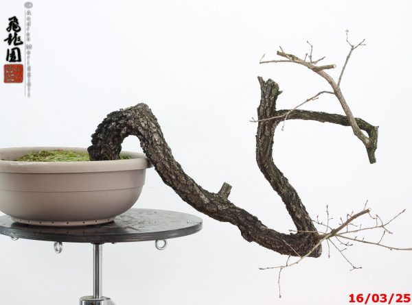 Quercus pubescens - immagine 2