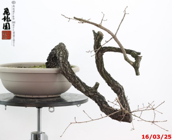 Quercus pubescens