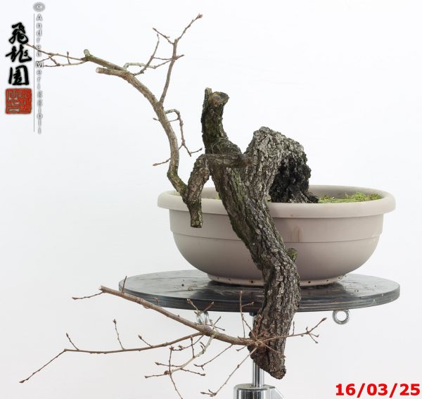 Quercus pubescens - immagine 3