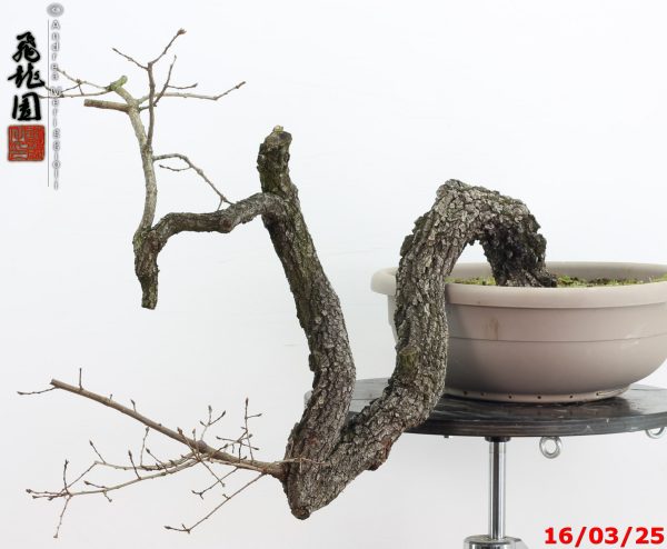 Quercus pubescens - immagine 4