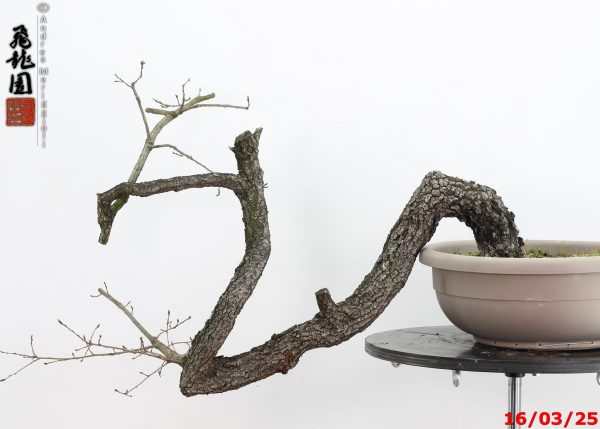 Quercus pubescens - immagine 5