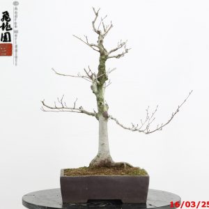 Fagus crenata