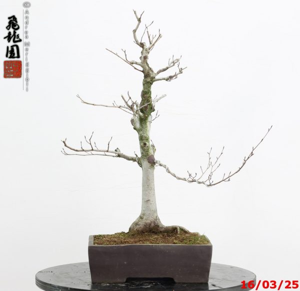 Fagus crenata