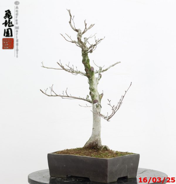 Fagus crenata - Image 2