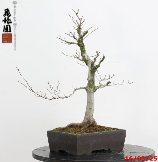 Fagus crenata - Image 3