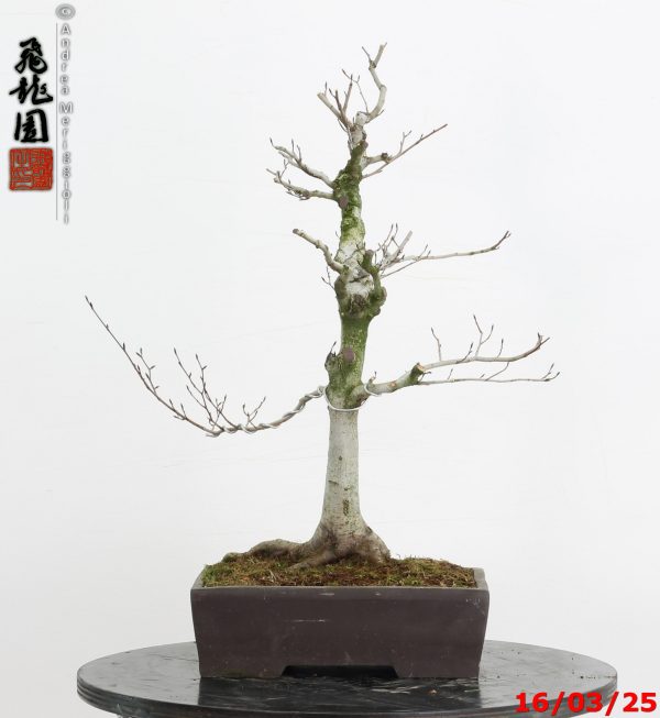 Fagus crenata - Image 4