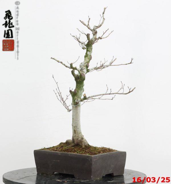 Fagus crenata - Image 5