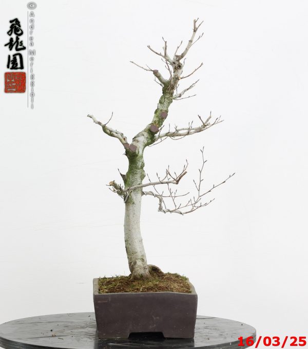 Fagus crenata - Image 6