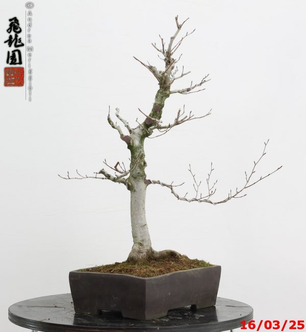 Fagus crenata - Image 7