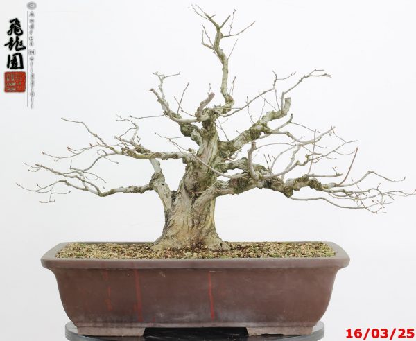 Carpinus turczaninowii