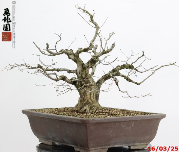 Carpinus turczaninowii - immagine 2