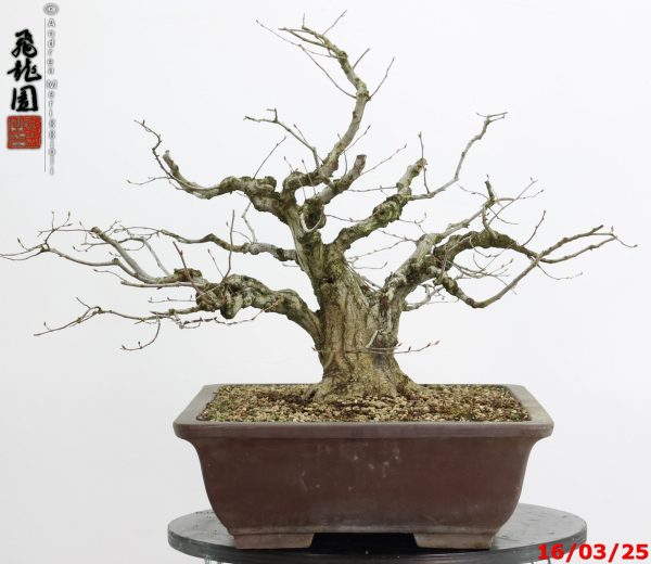 Carpinus turczaninowii - immagine 3