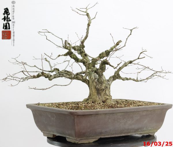 Carpinus turczaninowii - immagine 4