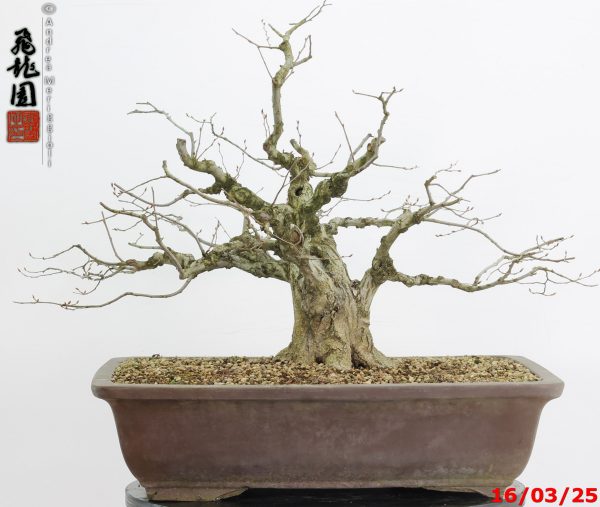 Carpinus turczaninowii - immagine 5