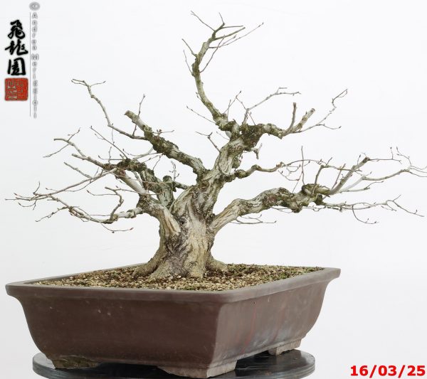 Carpinus turczaninowii - immagine 8