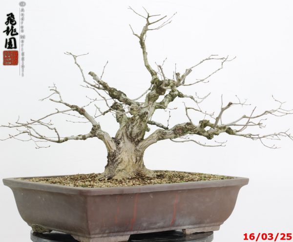 Carpinus turczaninowii - immagine 9