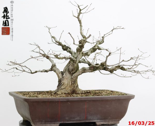 Carpinus turczaninowii - immagine 10