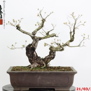 Quercus acutissima