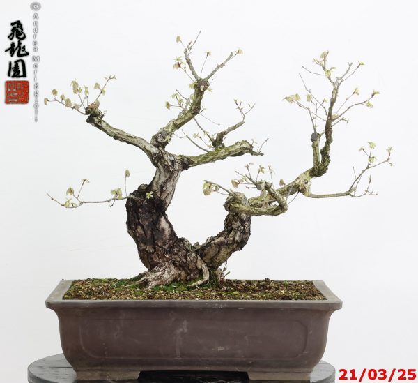 Quercus acutissima