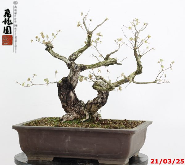 Quercus acutissima - immagine 2