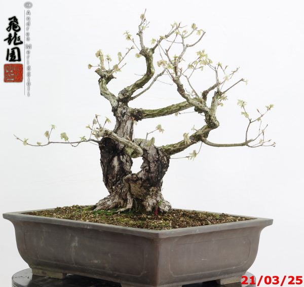 Quercus acutissima - immagine 3