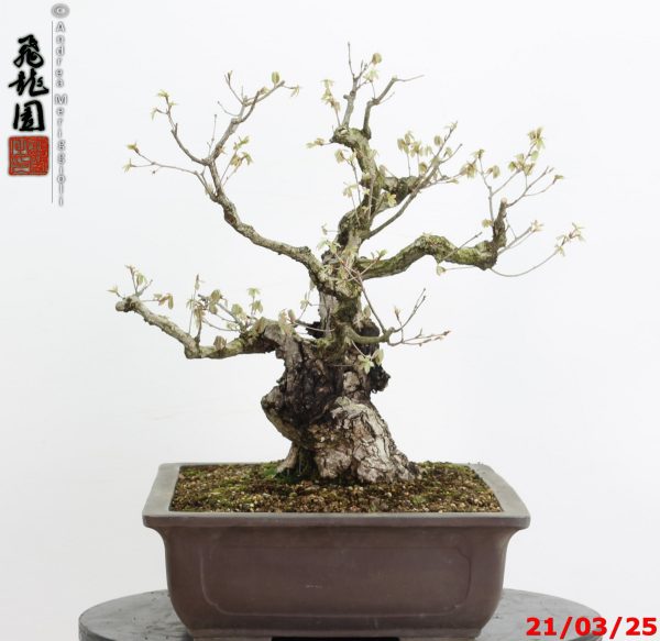 Quercus acutissima - immagine 12